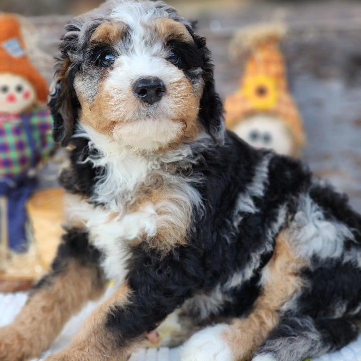 Elroy Mini Bernedoodle