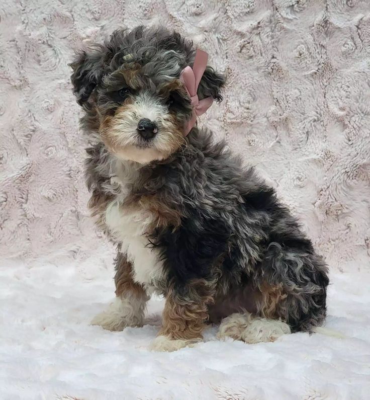 Felicity - Merle F1b Mini Bernedoodle puppy from #crockettdoodles