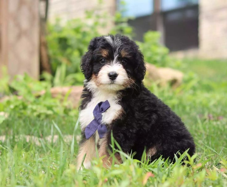 Pascal - F1 Tricolor Medium Bernedoodle from #crockettdoodles